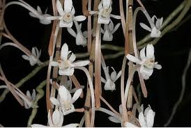 Image result for Aerangis collum-cygni