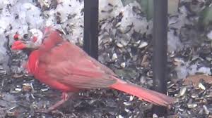 State bird of illinois, indiana, kentucky, north carolina, ohio, virginia, west virginia. Illinois State Bird Seems Kind Of Fitting Doesn T It Youtube