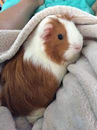 Pin On My Guinea Pigs