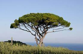 Italian stone pine (pinus pinea), also called umbrella pine, comes from the northern mediterranean region. Tree Identification Pinus Pinea Italian Stone Pine Tree Identification Pine Garden Pinus Pinea