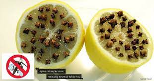Cara mengusir nyamuk dan membasminya dengan minyak kayu putih, daun serai, kulit jeruk, bawang putih, bubuk kopi, raket listrik, lilin aroma terapi, dll. 6 Petua Berasaskan Lemon Termasuk Menghalau Nyamuk Yang Efektif Ibu Ibu Mesti Cuba Nona