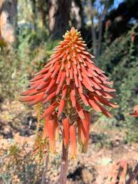 Image result for Aloe wollastonii