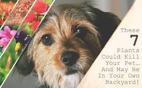 Approval times for free listings may exceed the usual 48 hour maximum wait time and we're getting through them as quickly as possible. 7 Plants That Could Kill Your Pet