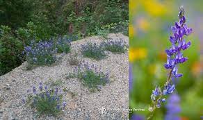 Lupine Challenging The Human Soul To Greater Acts Of Generosity And Selflessness Flower Essence Services
