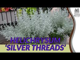 Image result for Helichrysum moorei
