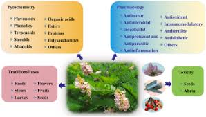 Image result for Abrus fruticulosus