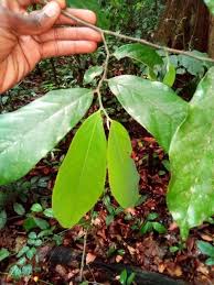 Image result for Annickia