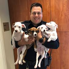 Maybe you would like to learn more about one of these? City Of Mission Viejo Ca Local Government Continuing Our Spotlight On Mission Viejo Animal Services Officers For National Animal Control Officer Appreciation Week We Introduce Senior Animal Service Officer Kyle