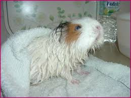 Pin On Guinea Pig Care