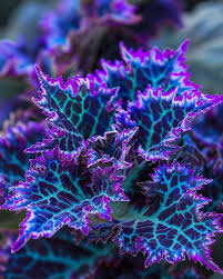 Image result for Coleus