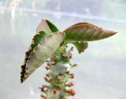 Image result for Monadenium torrei