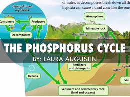 Unlike the other cycles, phosphorus cannot be found in air in the gaseous state. The Phosphorus Cycle By Laura Augustin