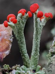 Image result for Erythrocephalum decipiens