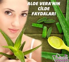 Aloe Veranin Cilde Faydalari Nelerdir Melek Kadinlar Kulubu