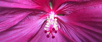 We did not find results for: Flowers Digital Atlas Of Ancient Life