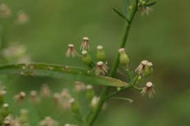 Image result for Conyza limosa