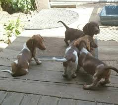 Only guaranteed quality, healthy puppies. Akc Dachshund Puppies For Sale In Peoria Illinois Classified Americanlisted Com