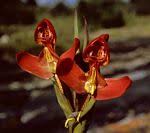 Image result for Englerina oedostemon