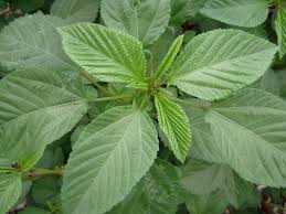 Image result for Corchorus olitorius