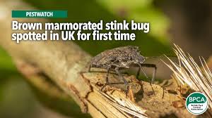 Biological control of brown marmorated stink bug. Brown Marmorated Stink Bug Spotted In Uk For First Time