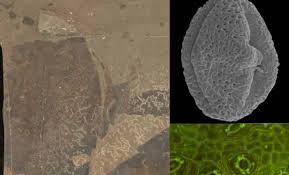 Image result for Astropanax abyssinicus