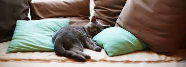 Man muss sie über teppich, sofa. Katzenhaare Vom Sofa Entfernen So Geht S Moebel De