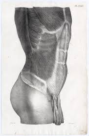 Anatomy drawing of abdomen and torso muscles muscles of torso, abdomen. Antique Print Human Anatomy Torso Male Stomach Muscles Penis Lxxii Cloquet 1821 Kunst Nbsp Nbsp Grafik Nbsp Nbsp Poster Theprintscollector