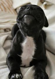 Black And White Pitbull Baby Cute Animals Cute Dogs Cute Puppies
