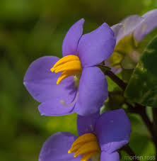 Image result for Exacum