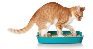 It combines excellent odor control, easy cleaning, low tracking, and minimal dust output. 9 Best Cat Litter In The Uk Review Buying Guide Petmoneysaver
