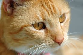 Gatos Amam Mais As Pessoas Do Que Elas Permitiriam Mas Eles Tem Sabedoria Suficiente Para Manter Isso Em Segredo