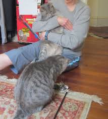 Happy Tails — Animal Friends of Lansdowne