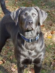 Check spelling or type a new query. 900 Dentist Best Friend Labrador Retriever Urbandale Family Dentistry Ideas Labrador Labrador Retriever Puppies