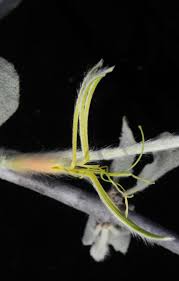 Image result for Erianthemum virescens