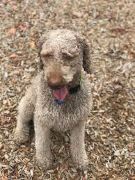 Search through thousands of dogs for sale and puppies for sale adverts near me in the usa and europe at animalssale.com. Goldendoodle Puppies For Sale United States Head Over Doodles