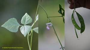 Image result for Dolichos angustifolius