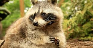 Furry Intruders Animal Friendly Removal Of Raccoons Publications Guides Our Stories Four Paws International
