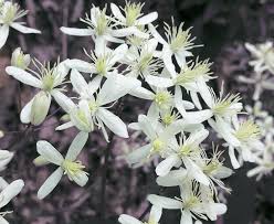 Image result for Clematis recta atropurpurea