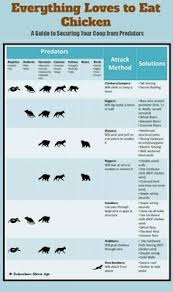 Chicken Predators And Coop Solutions Chicken Care Coops
