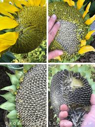 They will push their roots into the soil more than 4 feet during the growing season, so you want to give them every opportunity to expand their roots, without hinderance. How To Grow Sunflowers Growing In The Garden