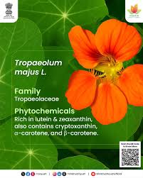Image result for Tropaeolum majus