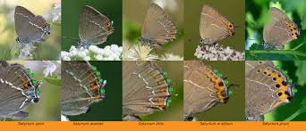 Image result for Satyrium volkensii