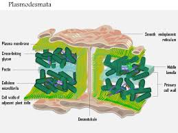 We did not find results for: 0714 Plasmodesmata Medical Images For Powerpoint Presentation Powerpoint Diagrams Ppt Sample Presentations Ppt Infographics