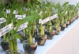 Bamboo Favors Lucky Bamboo Karate Birthday Bamboo Plants