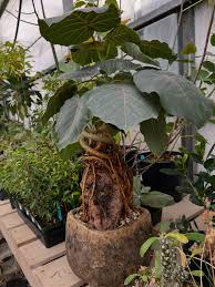 Image result for Ficus abutilifolia