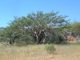 Image result for Commiphora tenuipetiolata