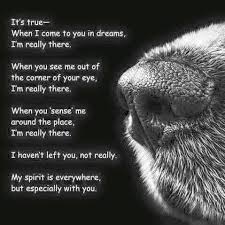 Pin By Better Health Better Life Coac On Dog Quotes Dog Quotes Dog Poems Dog Love