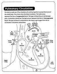 Child Coloring Anatomy Human Skeleton Coloring Human Heart Coloring Pulmonary Circu Anatomy Coloring Book Heart Coloring Pages Human Anatomy And Physiology