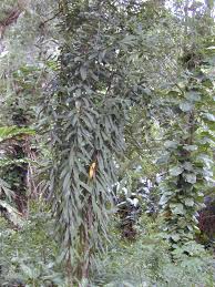 Image result for Brexia