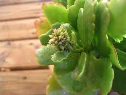 Maybe you would like to learn more about one of these? Black Small Elongated Bugs In Kalanchoe What Is It